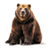 urso