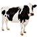 vaca